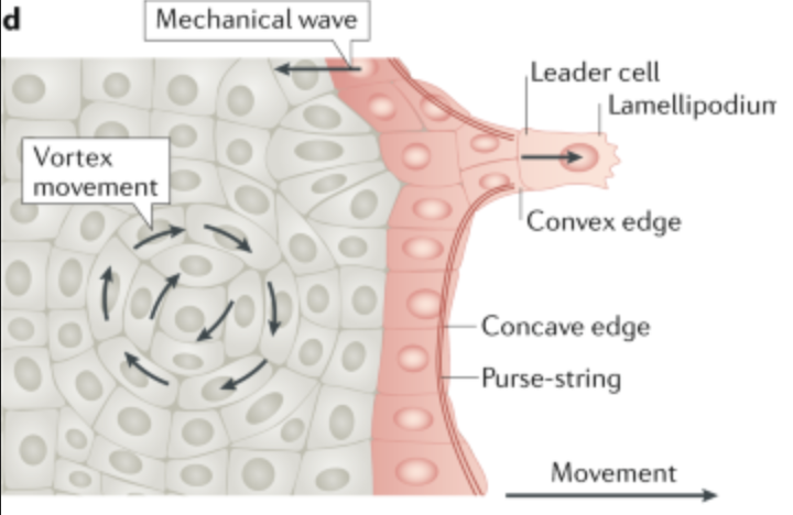 Tissue mechanics
