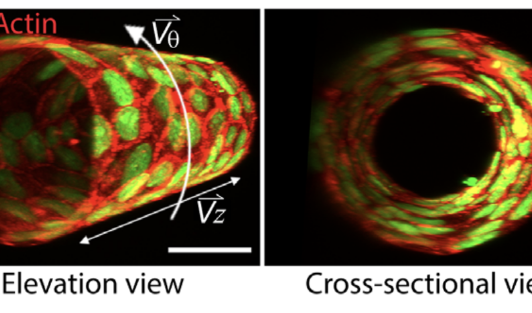 The emergence of spontaneous coordinated epithelial rotation on cylindrical curved surfaces