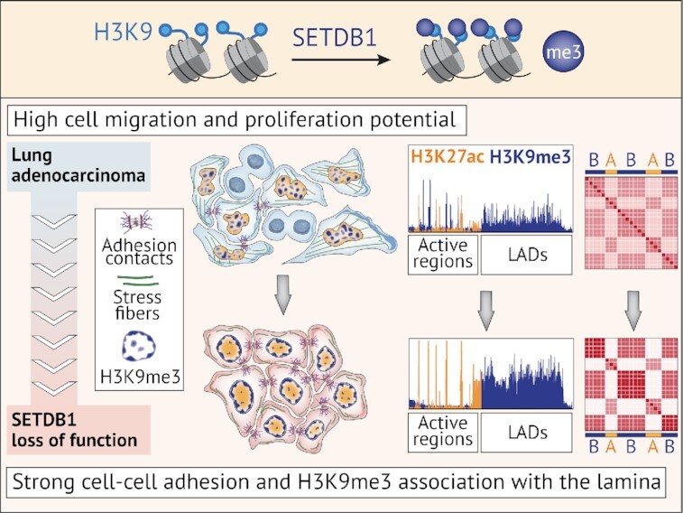 SETDB1 fuels the lung cancer phenotype by modulating epigenome, 3D genome organization and chromatin mechanical properties