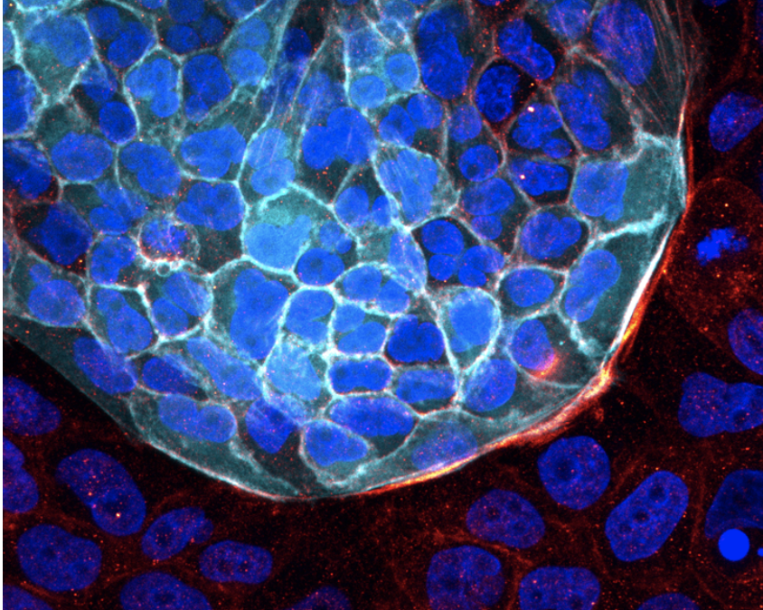 Postdoc offer on cell and tissue mechanics